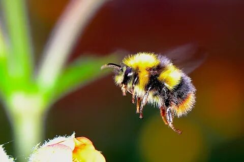 Study reveals striking decline of Vermont's bumble bees