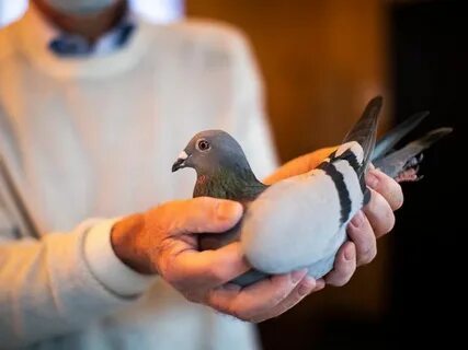 Belgian racing pigeon sells for more than £ 1.4m in auction 