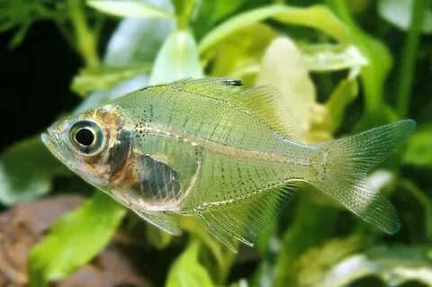 Indian Glass Fish (Parambassis ranga) Fish Profile & Care Gu