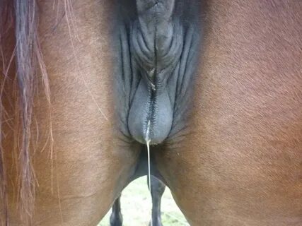 Mare horse pussy SEX PHOTO