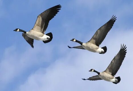 Pictures Of Geese In-flight Related Keywords & Suggestions -