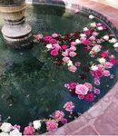pink flower petals in water fountain Flower aesthetic, Beaut
