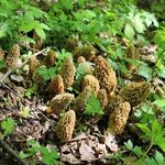Mushroom Hunting Sack - Morel Mushroom Gear