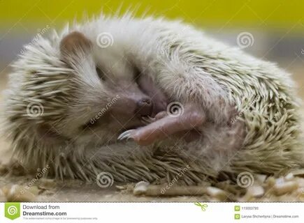 Little sleepies hedgehog