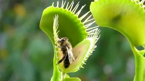 Venus flytrap eating a bee - YouTube