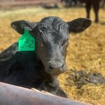 BigHornBasin Livestock Auction (@bhblivestockauction) — Instagram