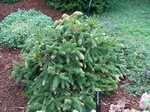 Norway Spruce Facts, Growth Rates, Diseases, Pictures