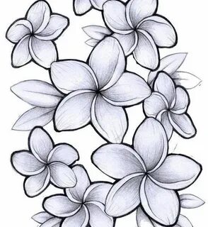 Plumeria Clip Art Black And White - Фото база