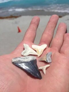 Florida beach littered with shark teeth after dredging proje