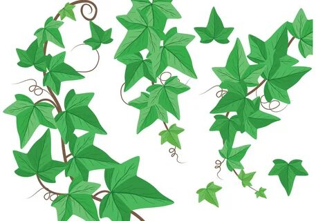 Ivy Leaf Drawing Related Keywords & Suggestions - Ivy Leaf D