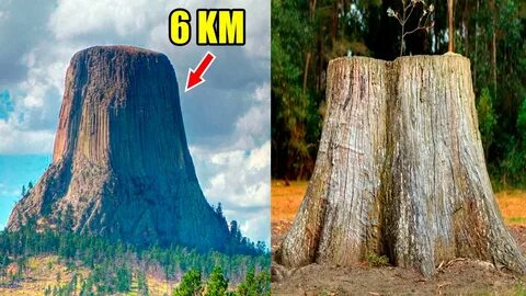 La teoría de los árboles gigantes de 60km. 