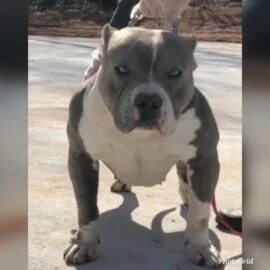 American Bully Xxl Extreme Related Keywords & Suggestions - 