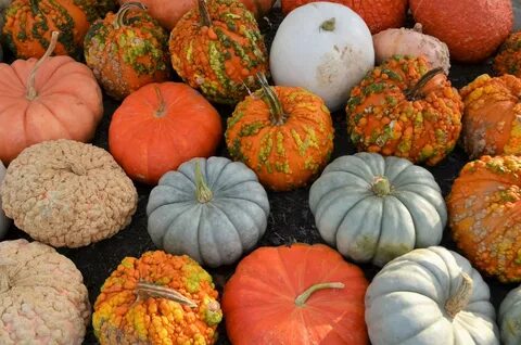 Pick a Peck of Pumpkins - Lewis Ginter Botanical Garden