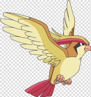 Pidgeot Drawing Related Keywords & Suggestions - Pidgeot Dra