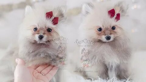 Adorable Pomeranian Puppy TeaCups, Puppies & Boutique - YouT