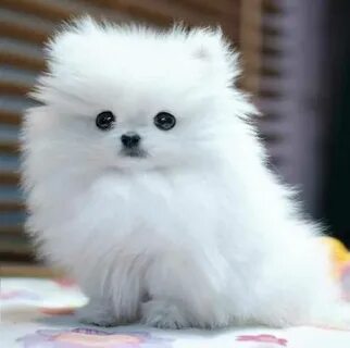 Fluffy Dog Breeds: Cute and Funny Dog Fluffy dogs, Dog breed