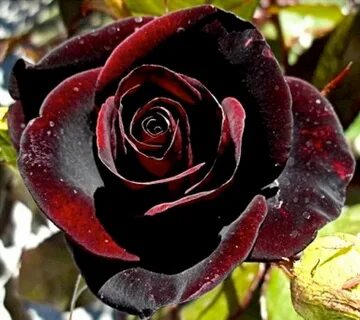 роза Чёрный принц