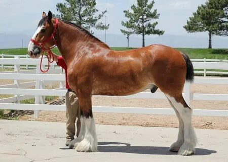 Clydesdale, Horse Care and Horse Facts About the Clydesdales