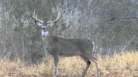 Big Whitetail Buck Wallpaper (56+ images)