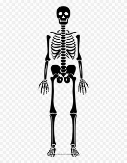 Download Esqueleto Png - Skeleton Clipart Png Download - Pik