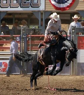 Saddle Bronc Riding Black Horse If you enjoy rodeo images,. 
