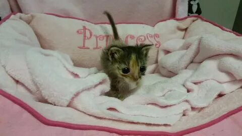 2-Day-Old Micro Kitten Was Found Locked In A Cold Cage