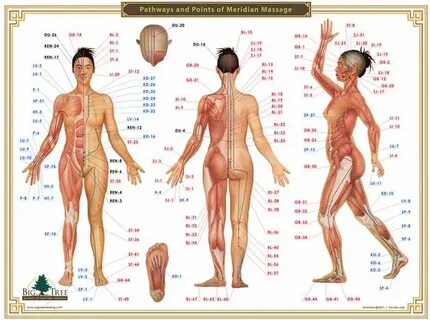 Acupoint Chart Acupressure chart, Meridian massage, Acupress
