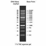 1 KB плюс ДНК лестница (0.5 мл, готовых к использованию) для