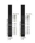 Маркеры длин ДНК/РНК Диаэм