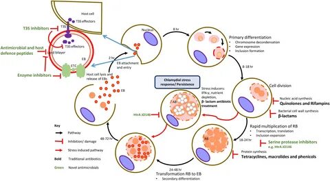Frontiers Mini Review: Antimicrobial Control of Chlamydial I