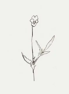 Tattoo Violet Flower Line Drawing - Hadza Property
