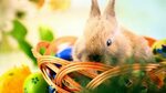 How a bunny, baskets and eggs got connected with Easter - AB