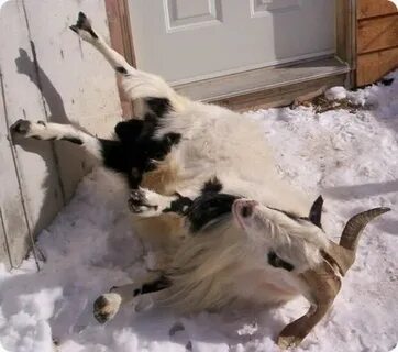 Fainting Goats (6 pics + 1 gif + 4 videos) - Izismile.com