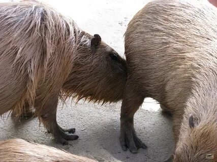 Capybara Facts and Information. Everything You Wanted To Kno