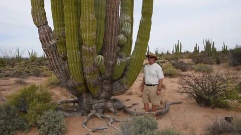 Cardon, the world's largest cactus. - YouTube