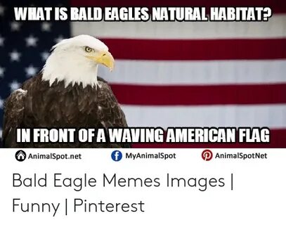 WHAT IS BALD EAGLES NATURAL HABITAT? FRONT OFA WAVINGAMERICA