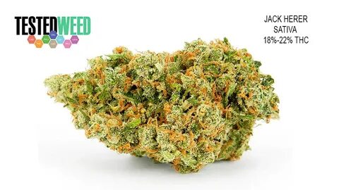 Jack Herer Sativa Weed Delivery Studio City Tested Weed