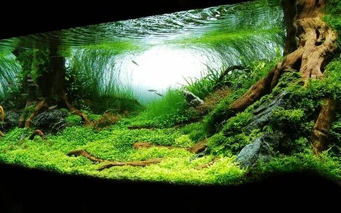 Tree trunks Aquarium landscape, Aquascape, Nature aquarium