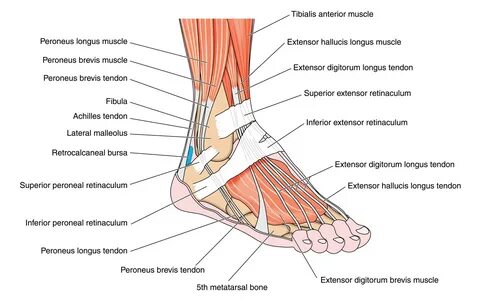 Common Ankle & Foot Disorders Comprehensive Diagnosis & Trea