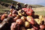 Studies of 30 Years Ago Could Change Potato Seed Production 