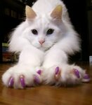 Soft Paws are the safe and humane alternative to declawing d