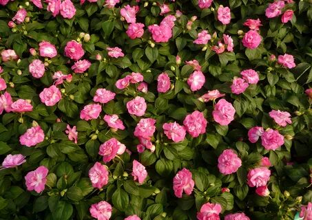 Картинка Impatiens Розовый Цветы Много