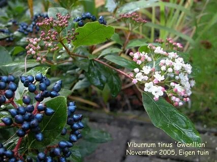 Viburnum tinus 'Gwenllian' Fotki.com, photo and video sharin