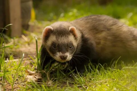 Ferret - 74 photo