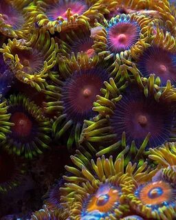 Gallery of zoanthid identification 35 different types closeu