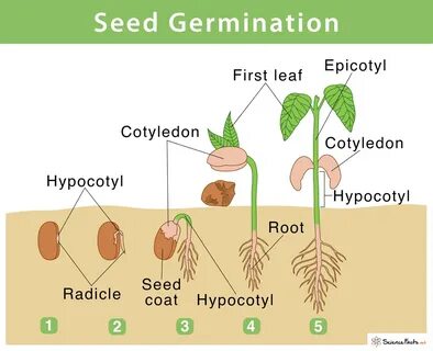 Seed Germination: Definition, Steps, & Factors Affecting The