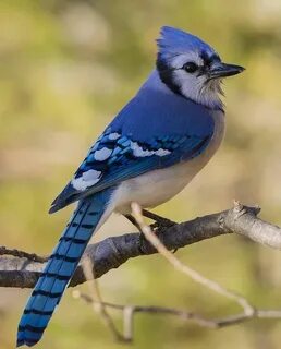 Яндекс.Картинки: поиск похожих картинок Blue jay, Rare birds