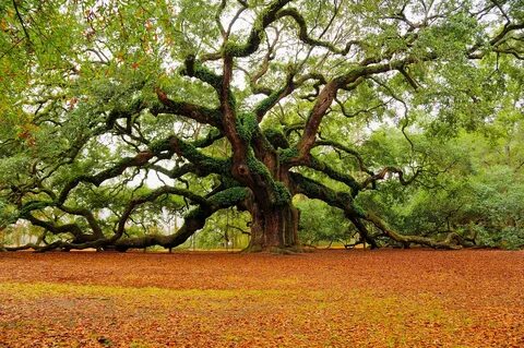 Oak trees Flickr