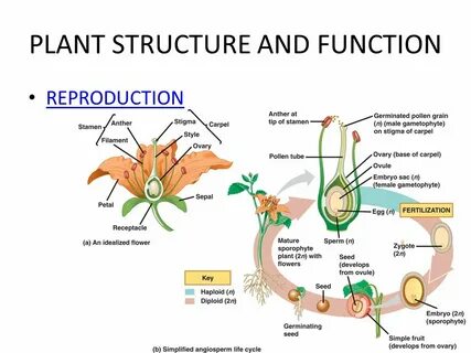 Plants Structure And Function - Madreview.net