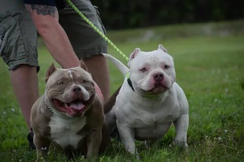 THE BEST POCKET AMERICAN BULLY STUDS 2019 BULLY KING MAGAZIN